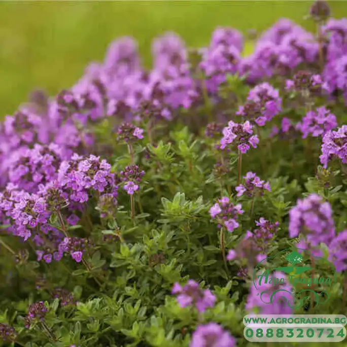 Семена от Мащерка Thymus vulgaris Семена от Мащерка Thymus vulgaris