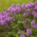 Семена от Мащерка Thymus vulgaris – Ароматни Подправки