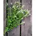 Семена от Мента (Ябълкова) Mentha rotundifolia