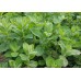 Семена от Мента (Ябълкова) / Mentha rotundifolia