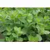 Семена от Мента (Ябълкова) Mentha rotundifolia
