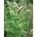 Семена от Мента (Ябълкова) Mentha rotundifolia