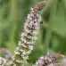 Семена от Мента (Ябълкова) Mentha rotundifolia