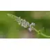 Семена от Мента (Ябълкова) Mentha rotundifolia
