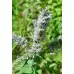 Семена от Мента (Ябълкова) Mentha rotundifolia