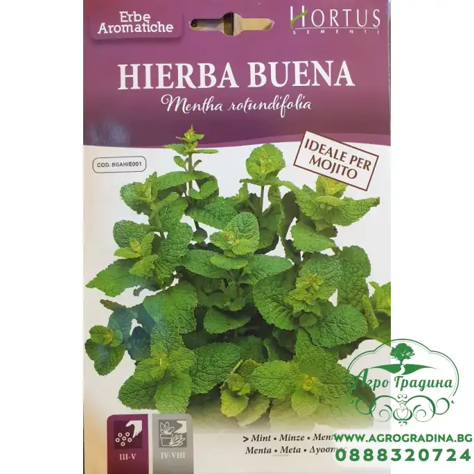 Семена от Мента (Ябълкова) Mentha rotundifolia