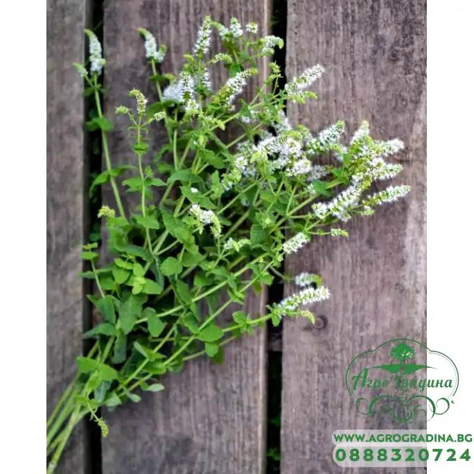 Семена от Мента (Ябълкова) Mentha rotundifolia Семена от Мента (Ябълкова) Mentha rotundifolia
