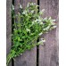 Семена от Мента (Ябълкова) Mentha rotundifolia – Ароматни Подправки