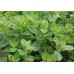Семена от Мента (Ябълкова) Mentha rotundifolia – Ароматни Подправки