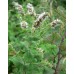 Семена от Мента (Ябълкова) Mentha rotundifolia – Ароматни Подправки