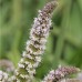 Семена от Мента (Ябълкова) Mentha rotundifolia – Ароматни Подправки