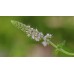 Семена от Мента (Ябълкова) Mentha rotundifolia – Ароматни Подправки