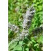 Семена от Мента (Ябълкова) Mentha rotundifolia – Ароматни Подправки