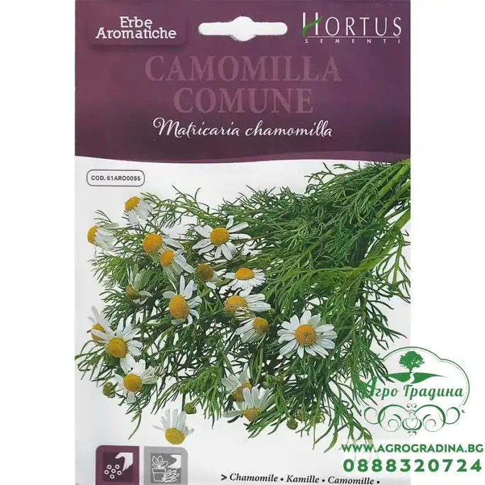 Семена за Лайка (лечебна)