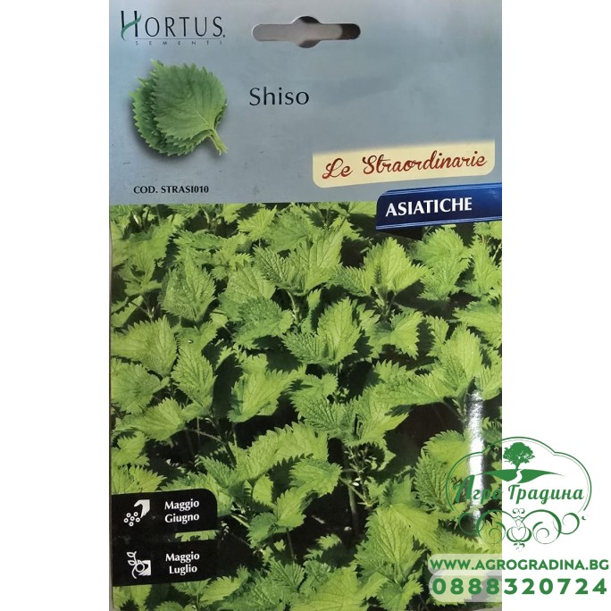 Шисо Зелено (Perilla frutescens var. crispa) – азиатски босилек (перила)