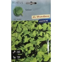 Шисо Зелено (Perilla frutescens var. crispa) – азиатски босилек (перила)