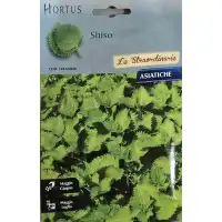 Шисо Зелено (Perilla frutescens var. crispa) – азиатски босилек (перила)
