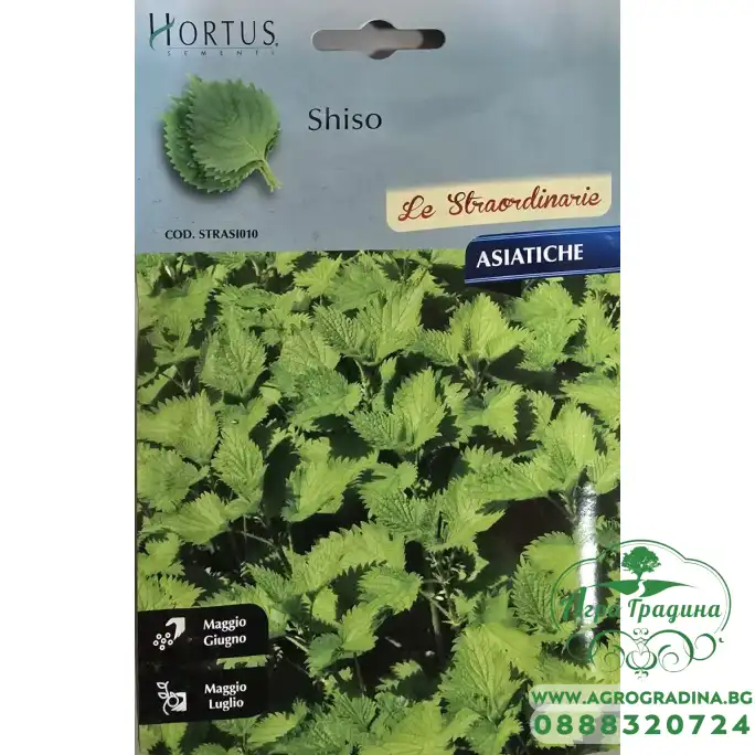 Шисо Зелено (Perilla frutescens var. crispa) – азиатски босилек (перила) Шисо Зелено (Perilla frutescens var. crispa) – азиатски босилек (перила)