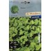 Шисо Зелено (Perilla frutescens var. crispa) – азиатски босилек (перила) – Ароматни Билки