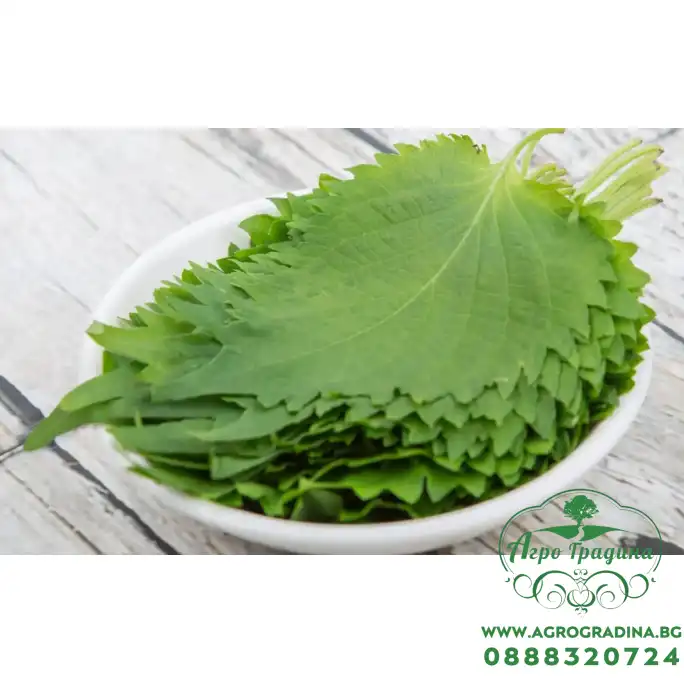 Шисо Зелено (Perilla frutescens var. crispa) – азиатски босилек (перила) Шисо Зелено (Perilla frutescens var. crispa) – азиатски босилек (перила)