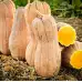 Тиква Бутернут (Набръчкана) Butternut (Rugosa)