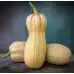 Тиква Бутернут (Набръчкана) Butternut (Rugosa)