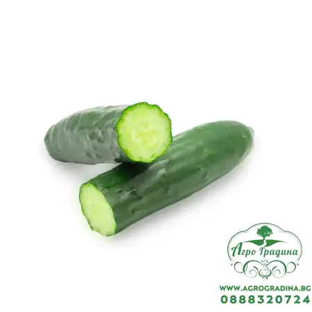 Краставици Нижи F1