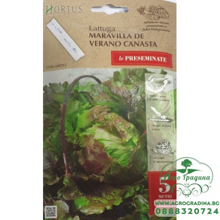 Семена на лента за Салата Маравиля де Верано Канаста / Maravilla de Verano Canasta