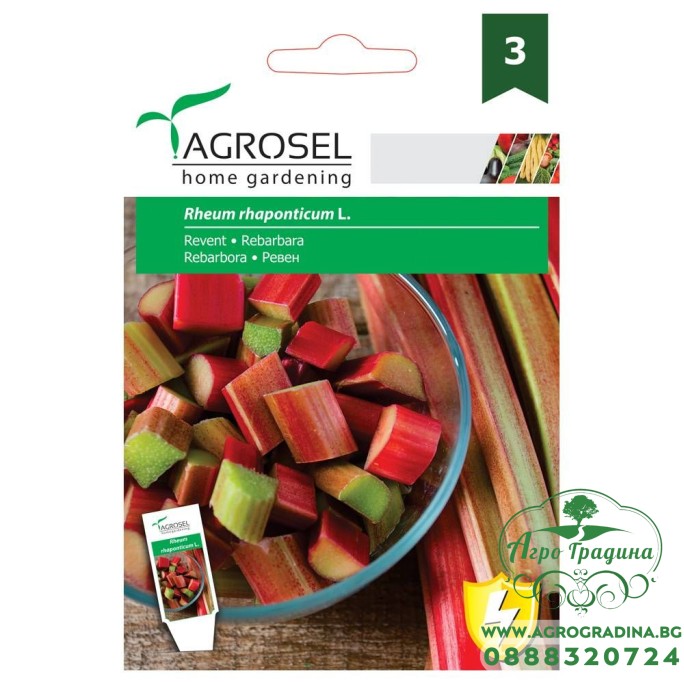 Ревен / Rheum rhaponticum
