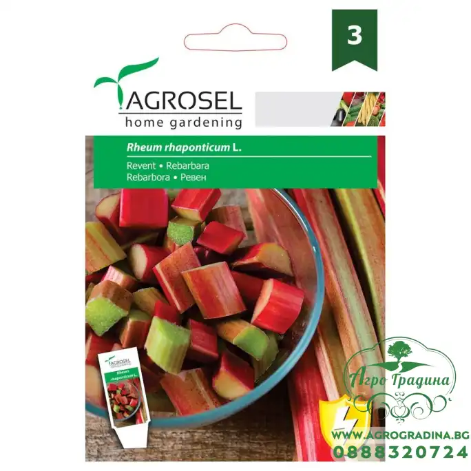 Ревен Rheum rhaponticum