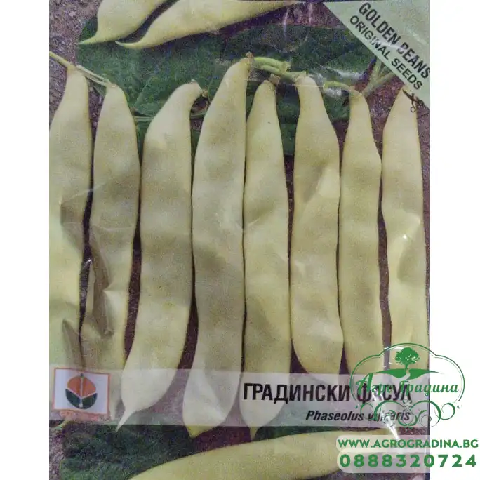 Градински Фасул Голиатка Golden beans (жълт, плосък, нисък)
