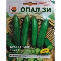 Краставици Теса F1 (средноплодни)