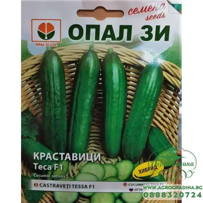 Краставици Теса F1 (средноплодни)