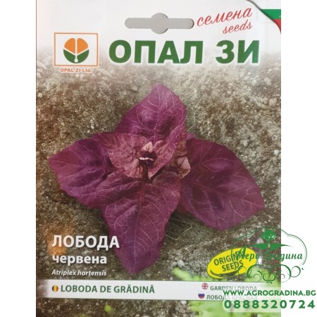 Лобода червена