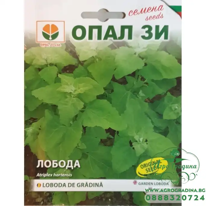 Лобода зелена Лобода зелена