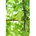 Момордика (горчив пъпеш) Momordica charantia