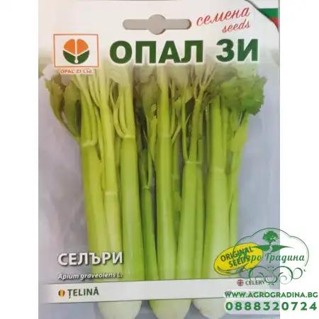 Селъри (Дръжкова Целина)