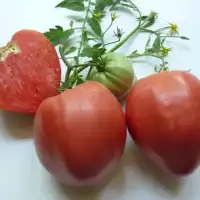 Домат Розово сърце БГ - нов сорт