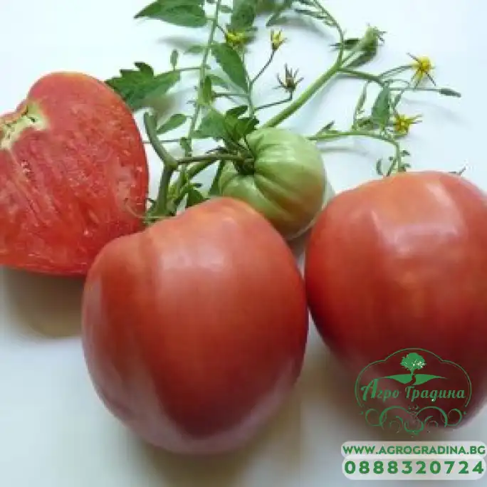 Домат Розово сърце БГ - нов сорт