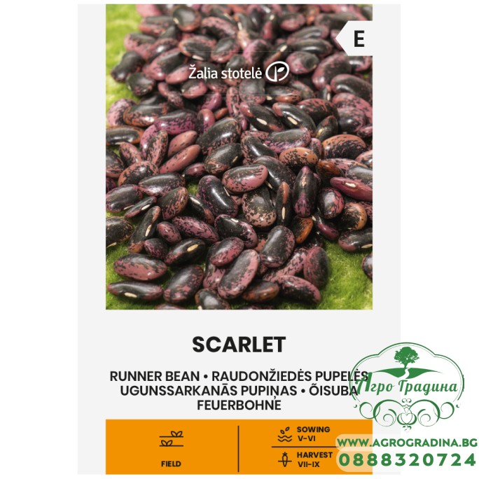 Фасул Скарлет / Scarlet (увивен с шарено лилаво-черно зърно)