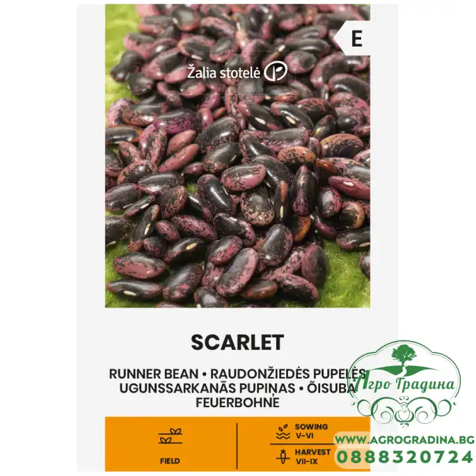Фасул Скарлет Scarlet (увивен с шарено лилаво-черно зърно)