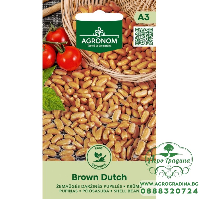 Фасул Кафяв Холандски Brown Dutch  (джудже за зрял)