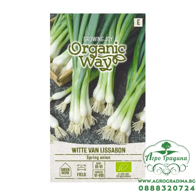Органик Лук Пролетен за пера Witte Van Lissabon