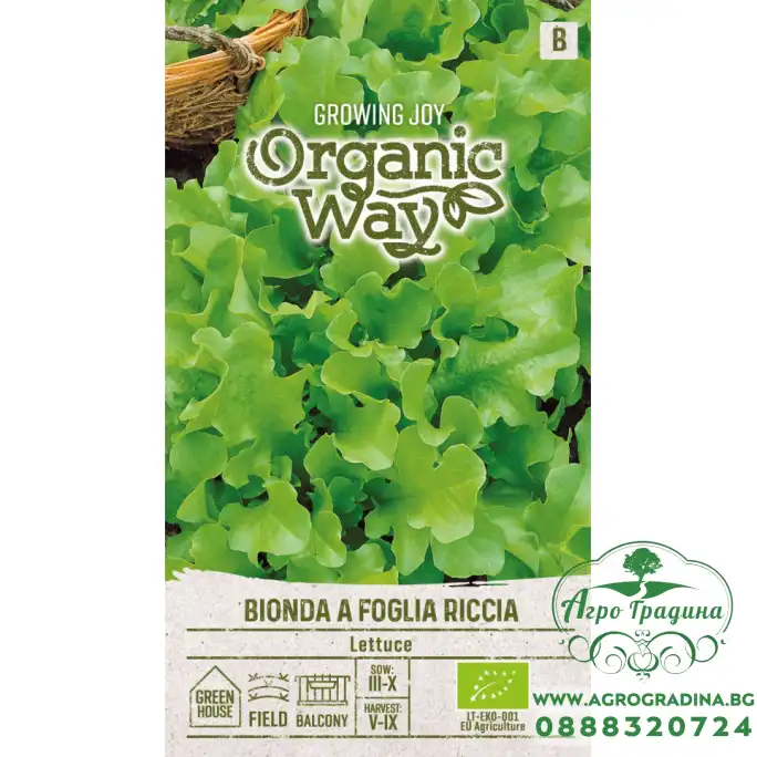 Органик Салата с къдрави листа Bionda a foglia riccia Органик Салата с къдрави листа Bionda a foglia riccia