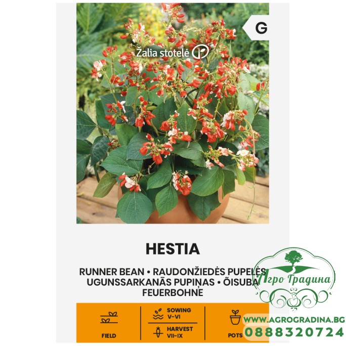 Фасул Хестия / Hestia (саксиен  с бяло зърно)