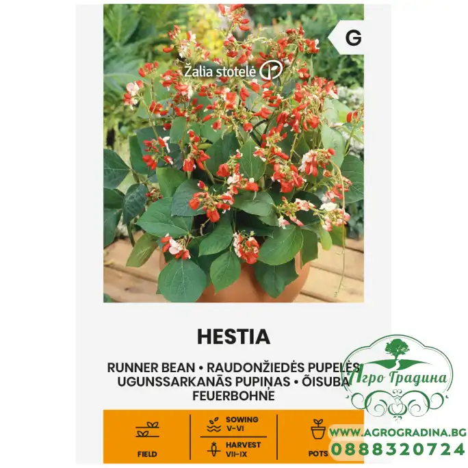 Фасул Хестия Hestia (саксиен с бяло зърно)