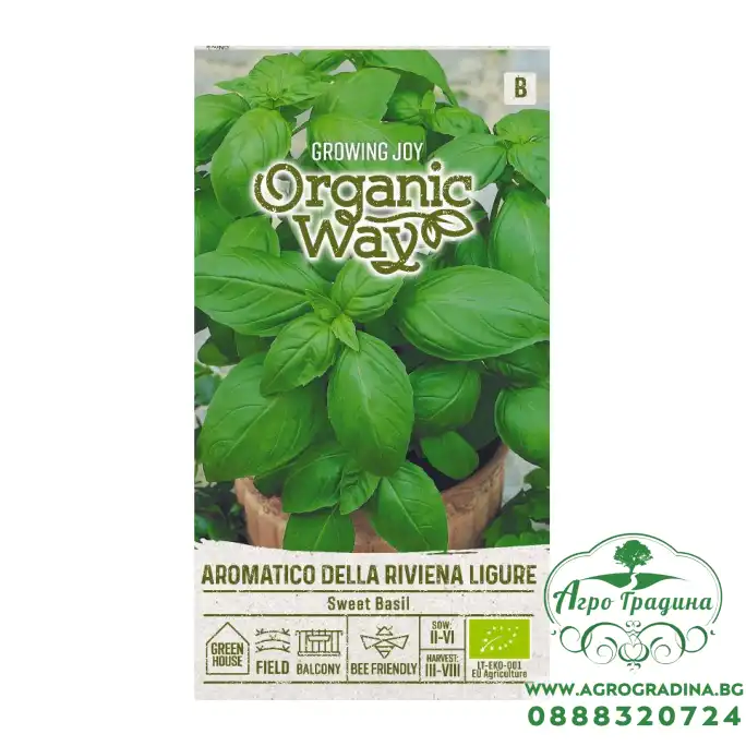 Органик Босилек Aromatico della Riviera Ligure Ocimum basilicum