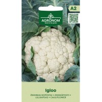 Карфиол Иглу Igloo