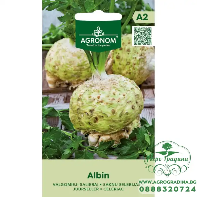 Целина главеста Албин Albin