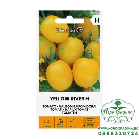 Чери домати Йелол рийвър F1 Yellow river H